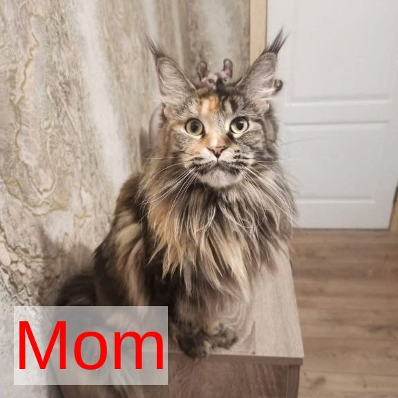 Nazira Maine Coon female, black