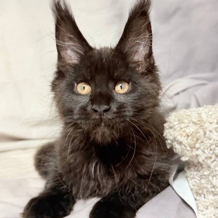 Galaxy Maine Coon female, black with white