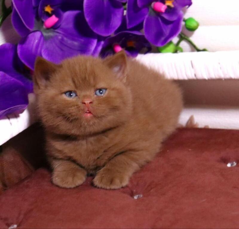 Peper British Shorthair male cinnamon - live animals