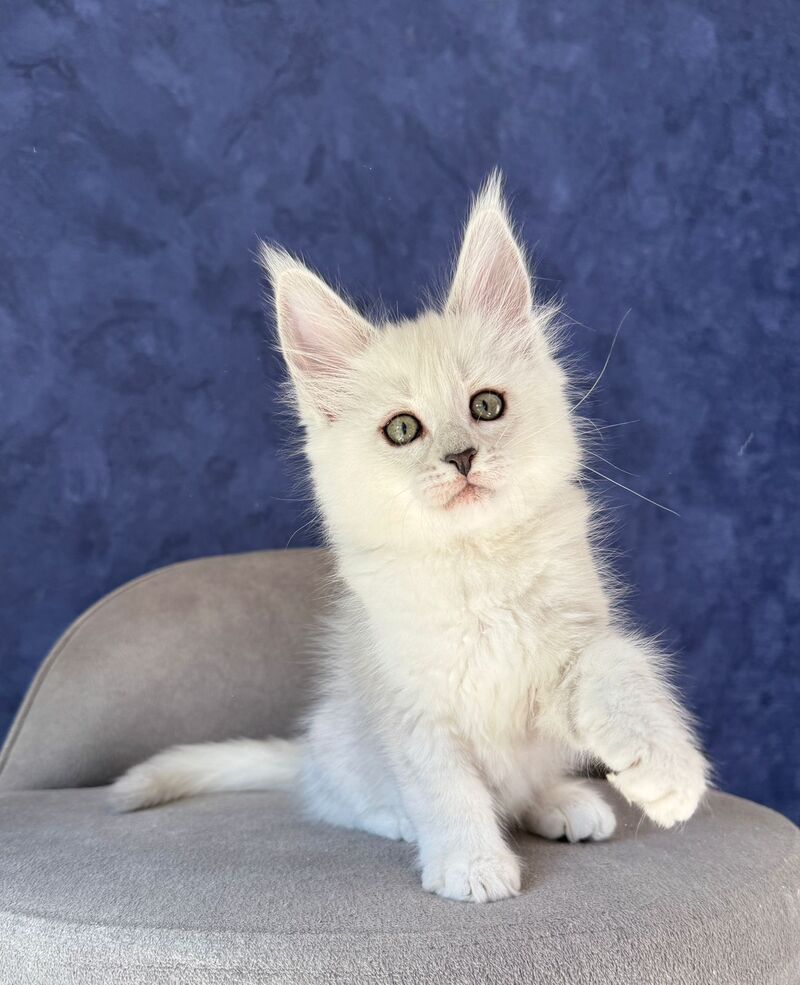Zabawa Maine Coon female black silver shaded - live animals