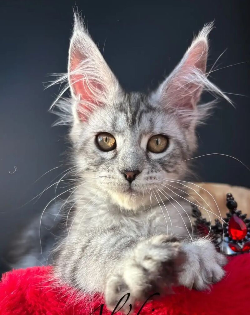 Alice Maine Coon female, black silver spotted tabby