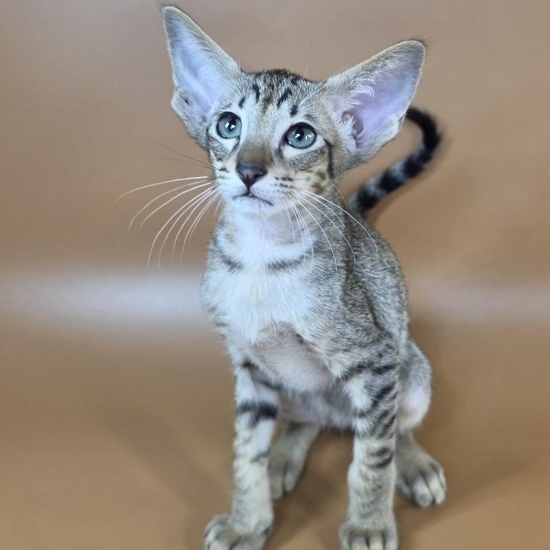 Yukio Oriental Shorthair male, black spotted tabby