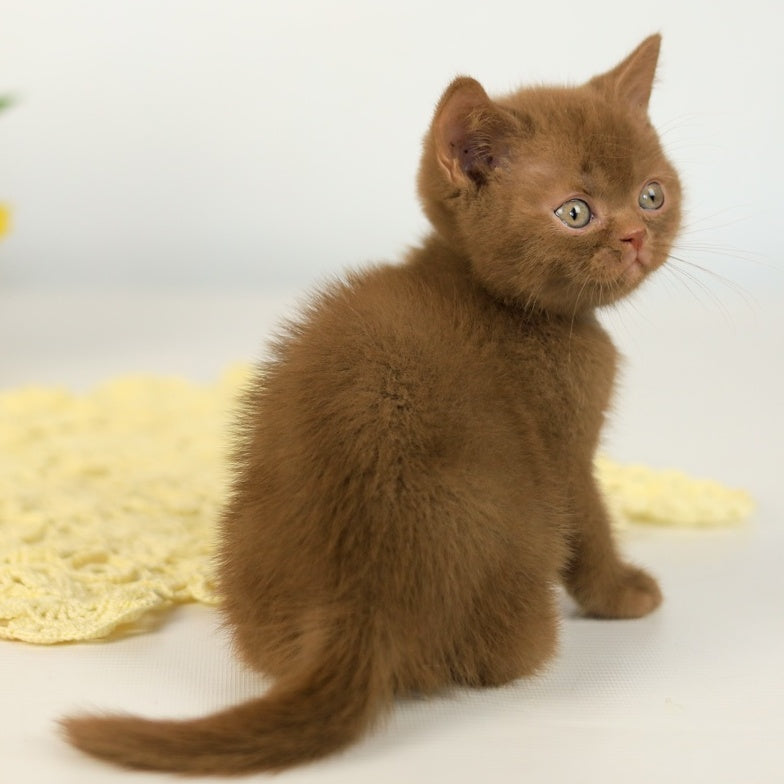 Lexus British Shorthair male, cinnamon