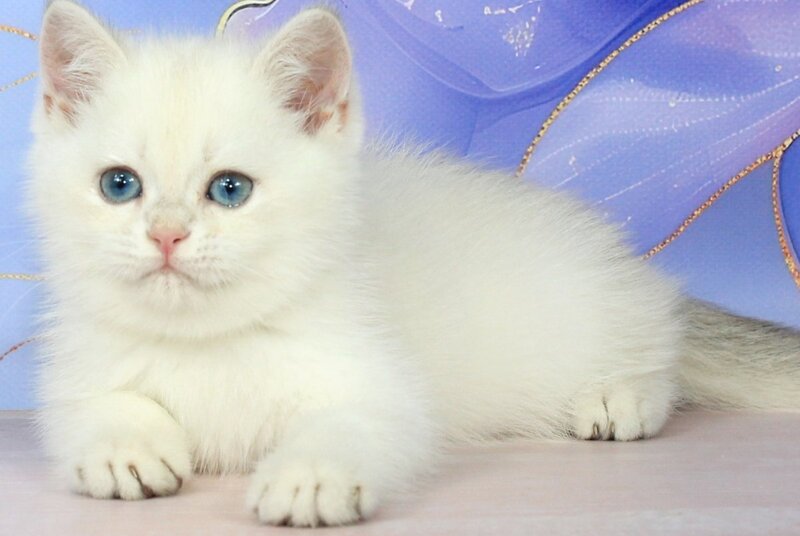 Quest British Shorthair male blue golden shaded pointed - live animals