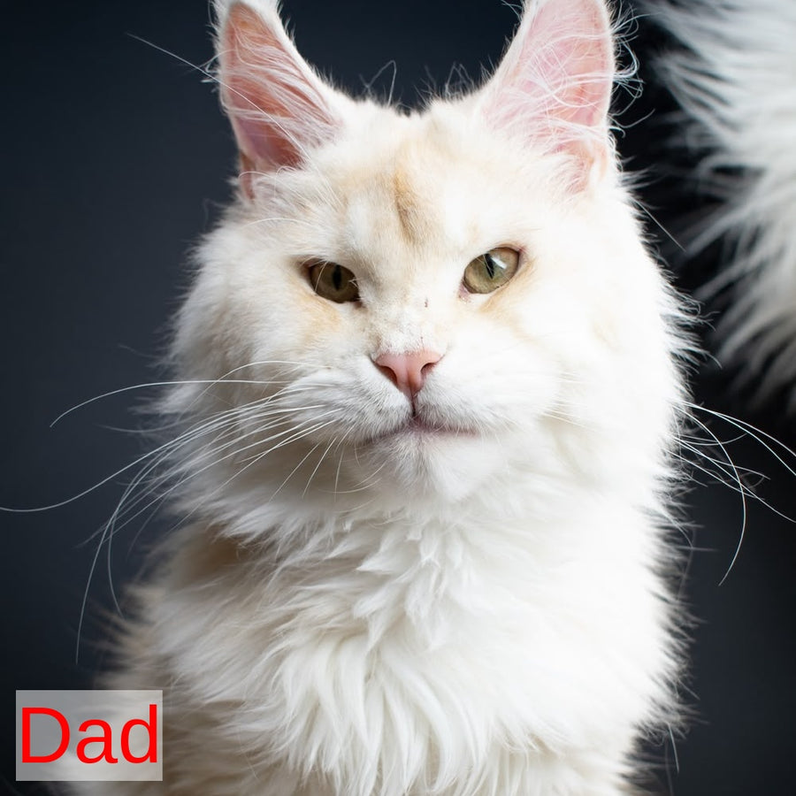 Diadema Maine Coon female, black tortie bicolour