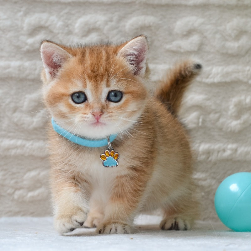 Chester British Shorthair male black golden ticked tabby - live animals