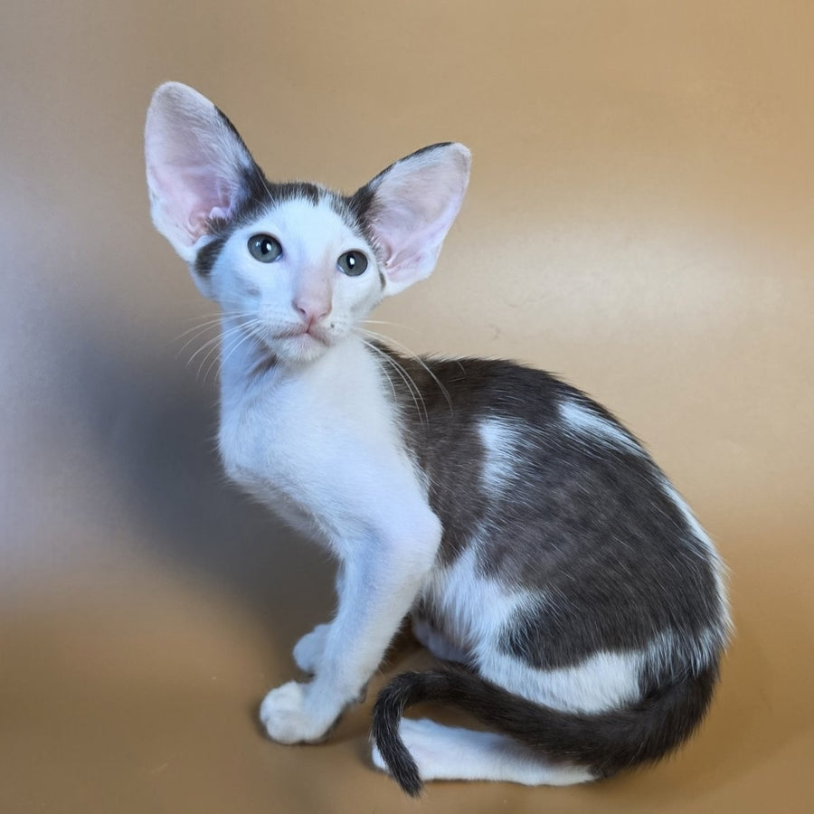 Akira Oriental Shorthair female, chocolate bicolour