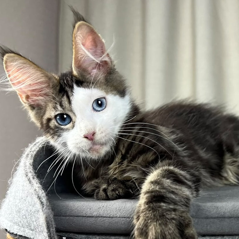 Penelope Maine Coon female, black tabby with white