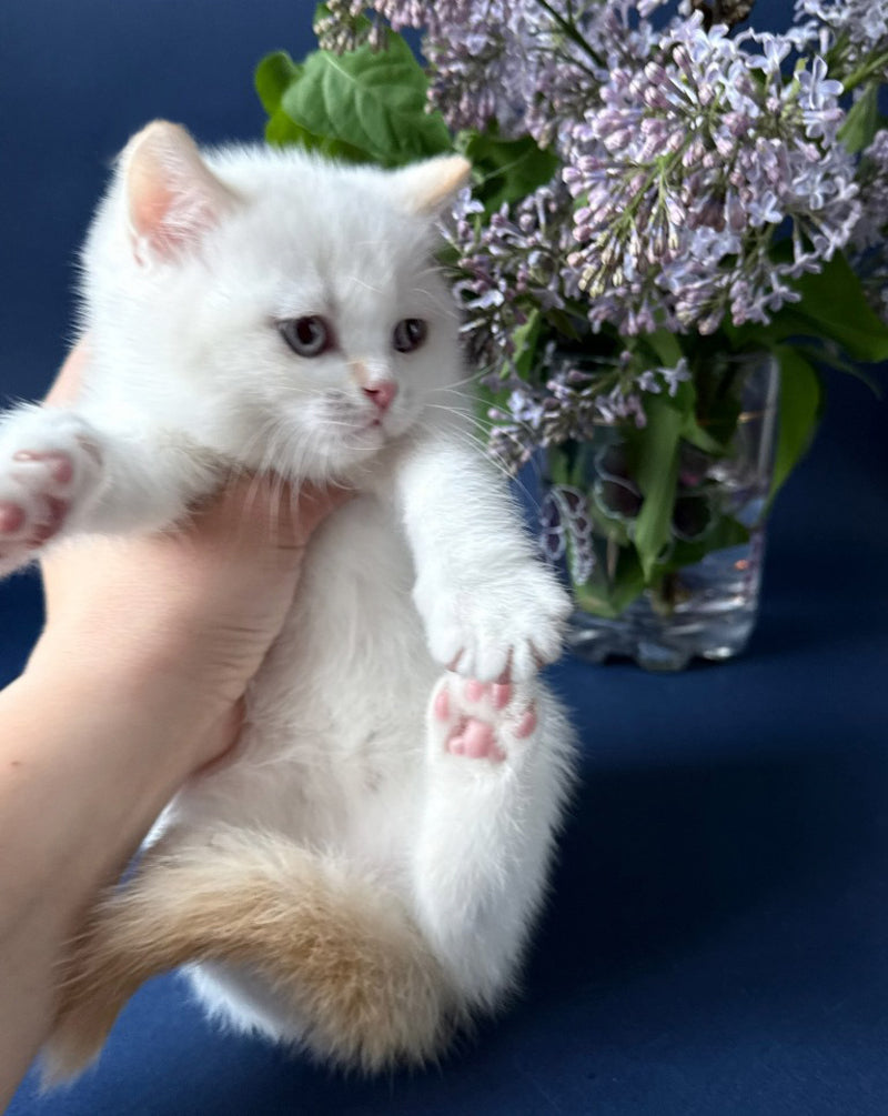 Leandro British Shorthair male, silver pointed bicolour