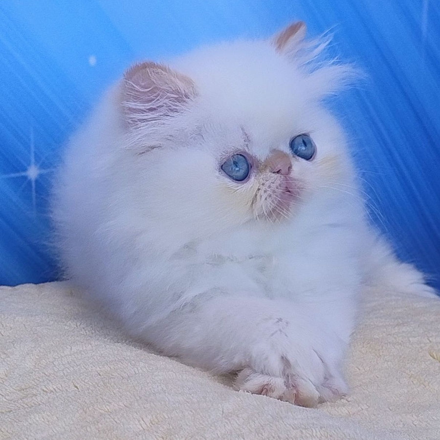 Eddie Persian male, red pointed