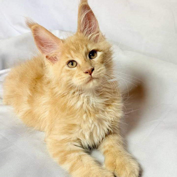 Lazarus Maine Coon polydactyl 6x6x6x6 male, cream silver tabby