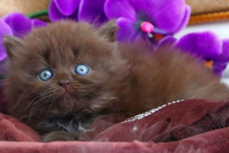 Spring British Longhair male, chocolate
