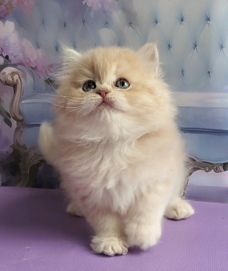 Plush British Longhair male blue golden chinchilla - live animals