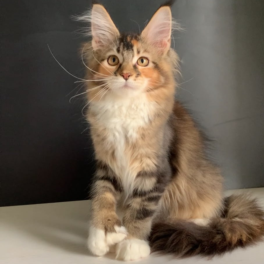 Olivia Maine Coon polydactyl 7x7x6x6 female, black tortie ticked tabby bicolour