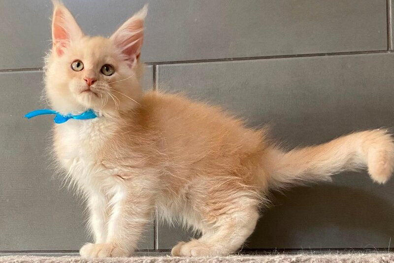 Wakayama Maine Coon male, cream silver tabby