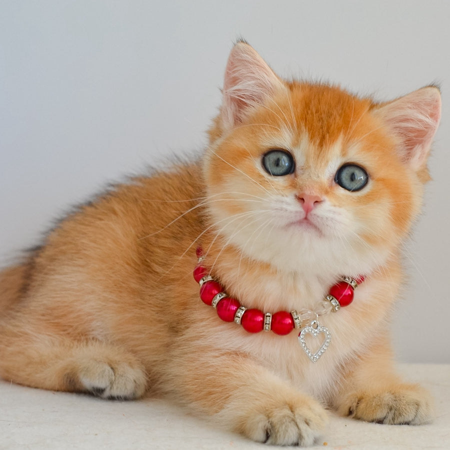 Iona British Shorthair female, black golden shaded
