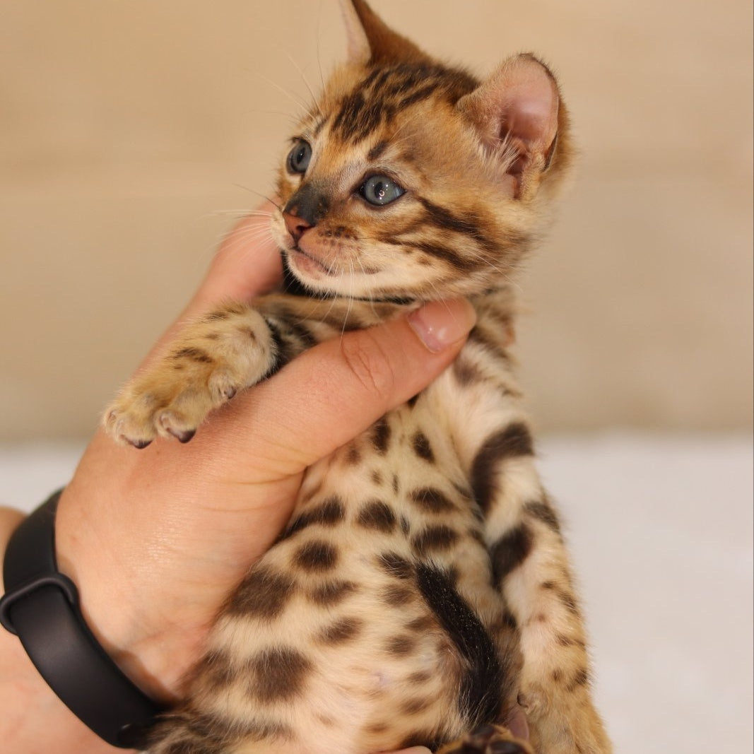 Xavier Bengal male, black spotted tabby
