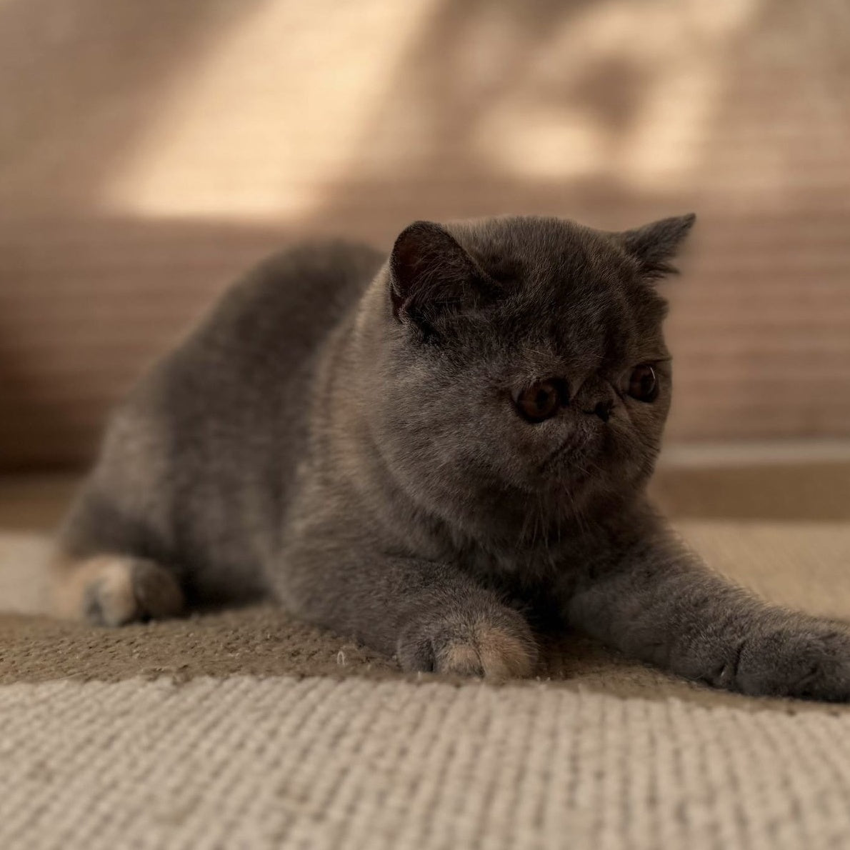 Koko Chanel Exotic female, blue tortie