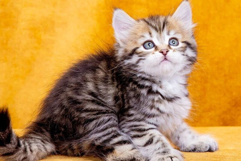 Dasha Siberian female, black spotted tabby