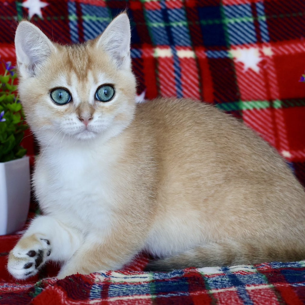 Zherom British Shorthair male, black golden chinchilla