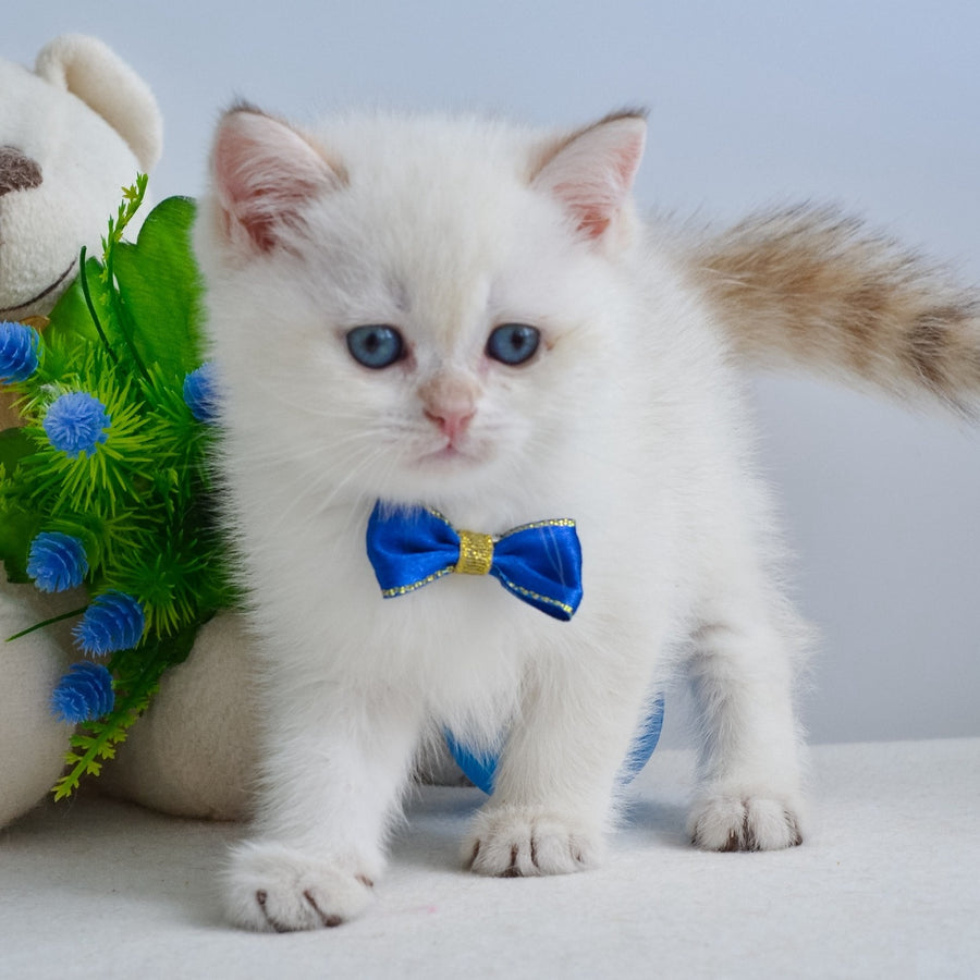 Ilan British Shorthair male, black golden shaded pointed