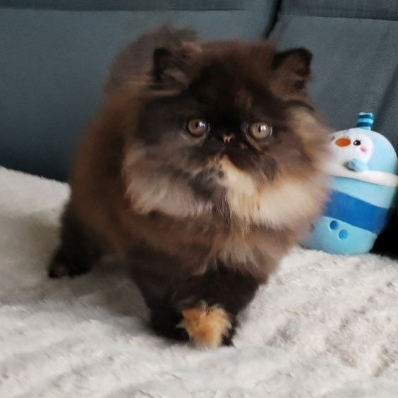Citadel Persian female, black tortie