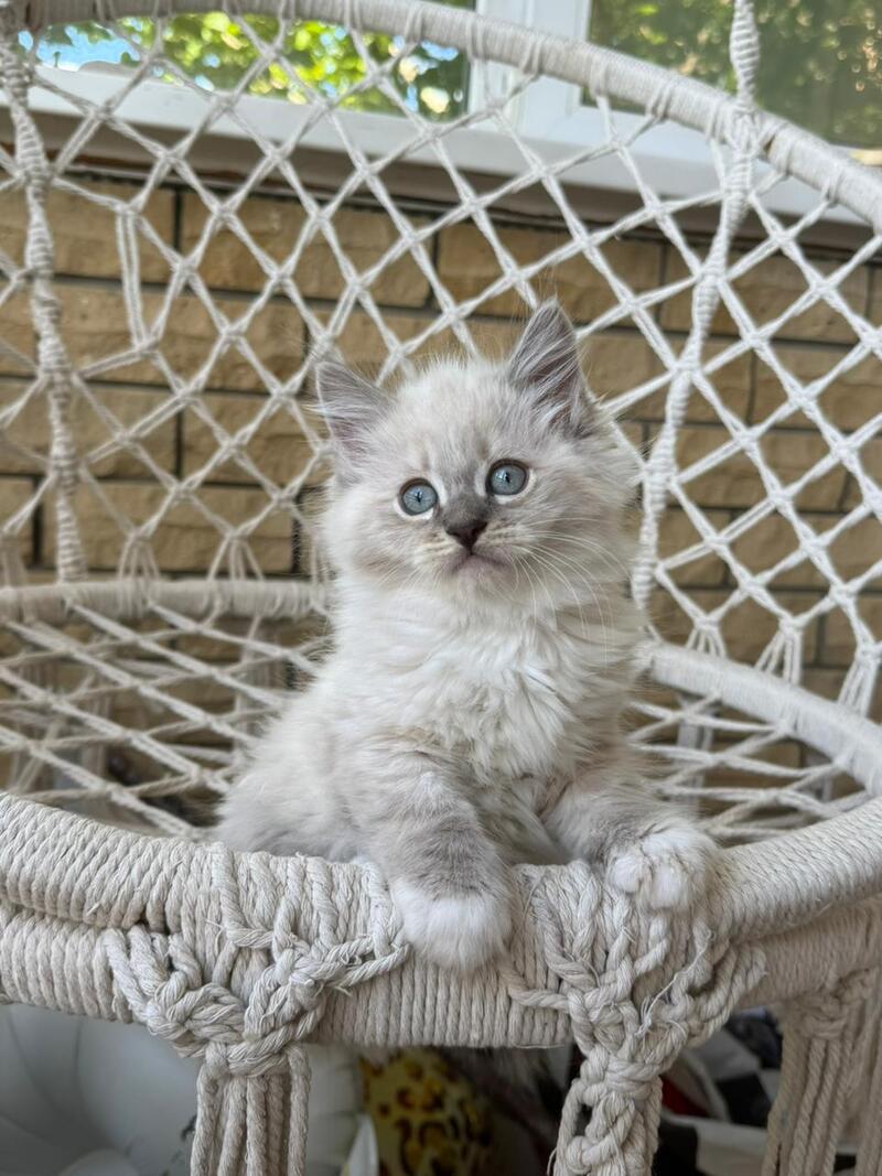 Excellent Siberian male, blue pointed bicolour