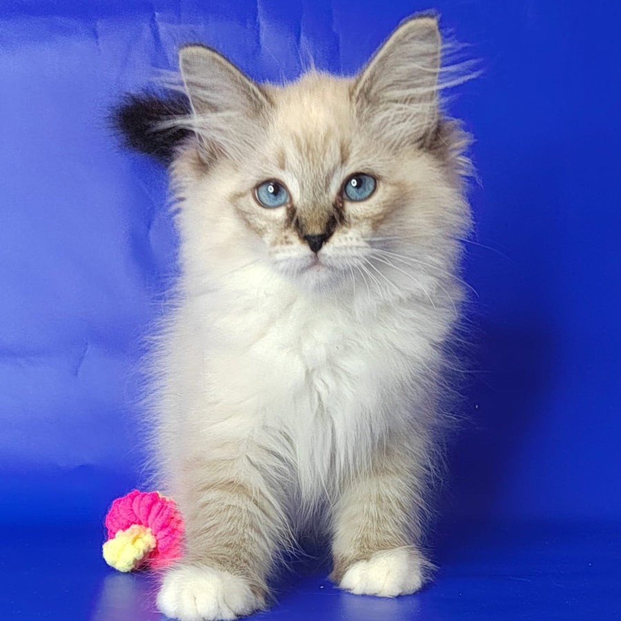 Konan Siberian male, blue tabby pointed with white
