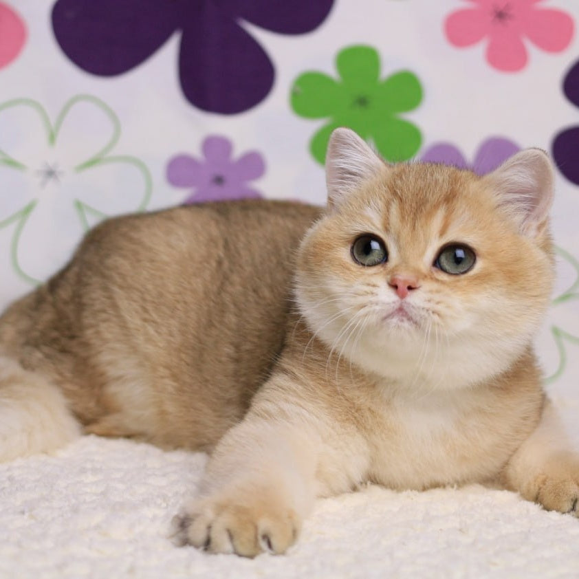 Taya British Shorthair female, black golden shaded