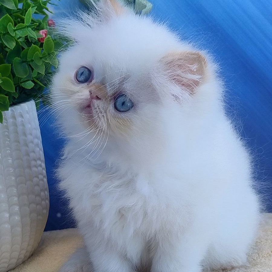 Eddie Persian male, red pointed