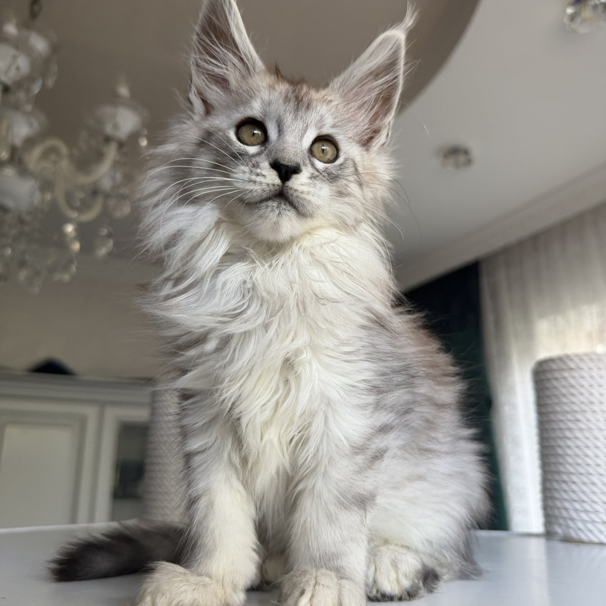 Daruna Maine Coon female, black silver tabby