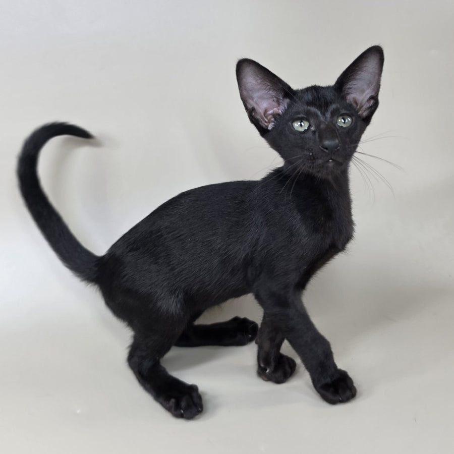 Xolotl Oriental Shorthair male, black