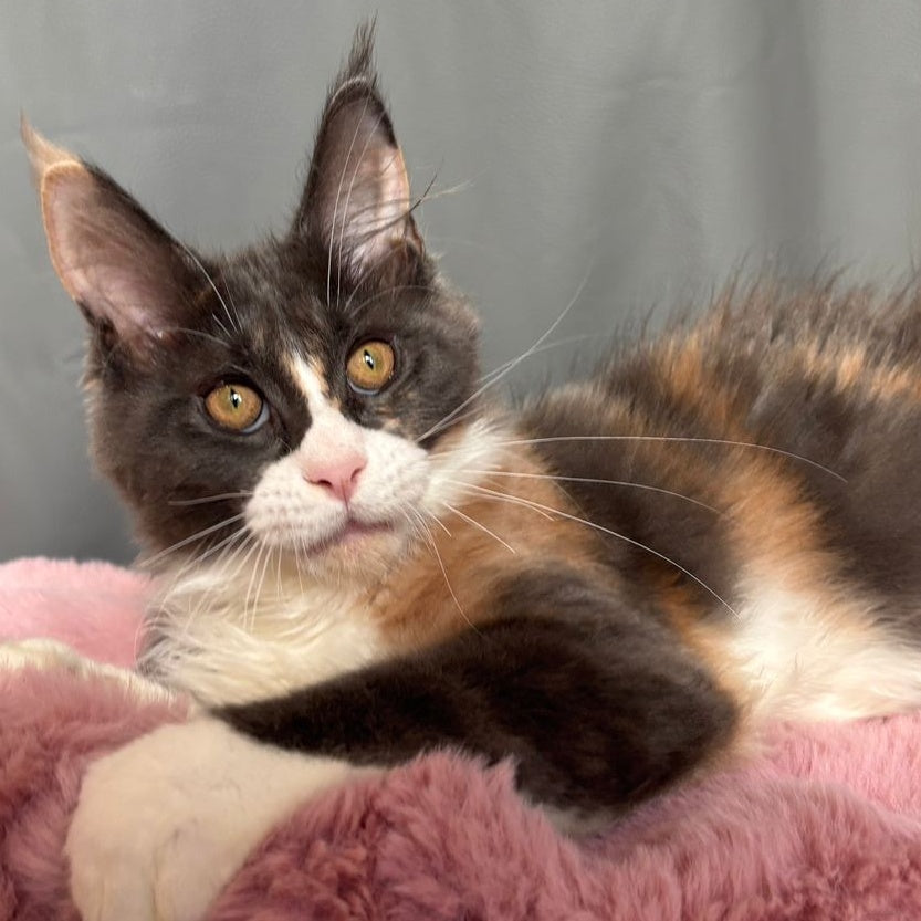 Chloe Maine Coon female, blue tortie bicolour