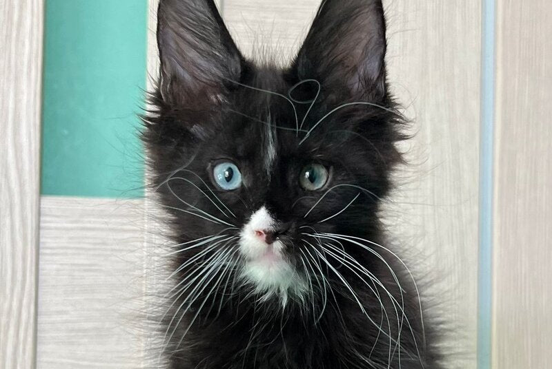 Nolan Maine Coon male, black with white