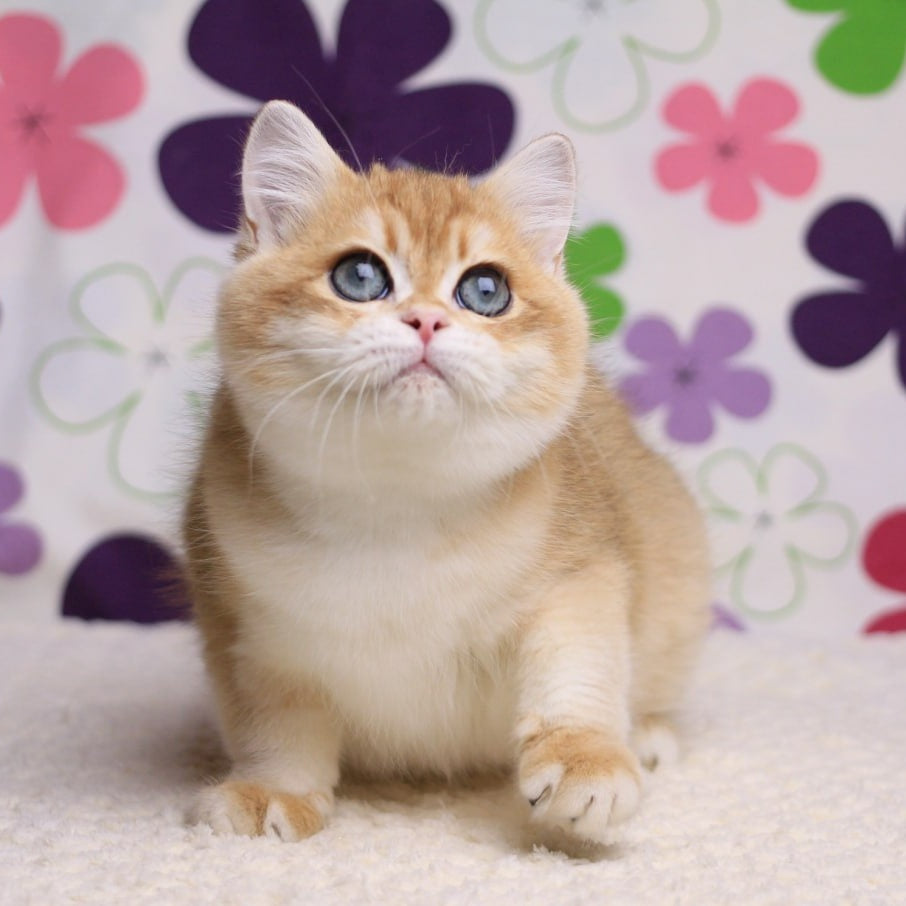 Saharok British Shorthair male, black golden chinchilla