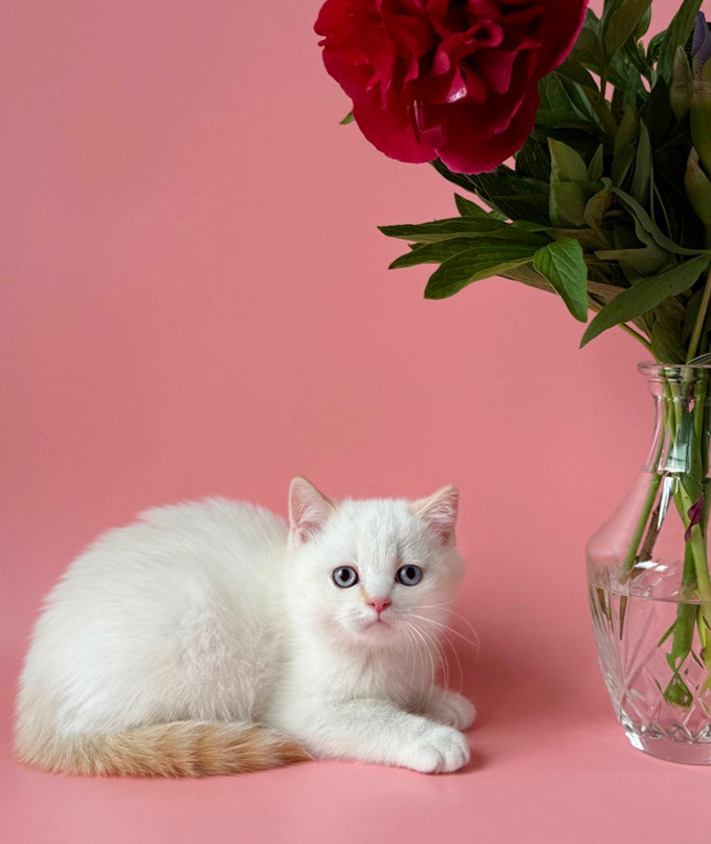 Leandro British Shorthair male, silver pointed bicolour