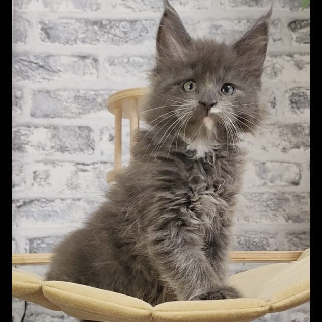 Candy Maine Coon female, blue with white