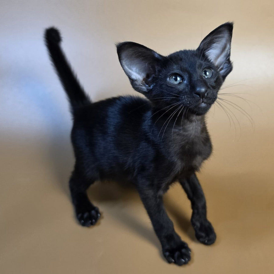 Arya Oriental Shorthair female, black