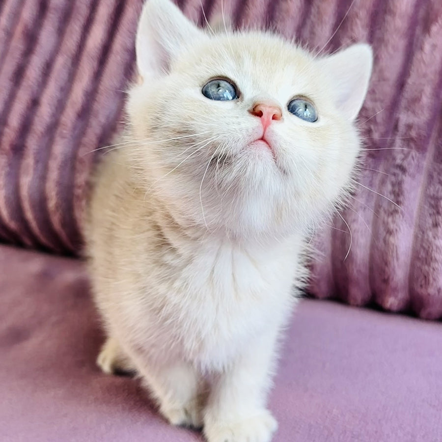 Jin British Shorthair male, blue golden spotted tabby