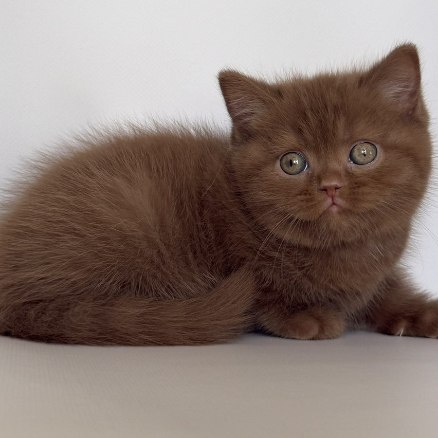 Gustav British Shorthair male, cinnamon