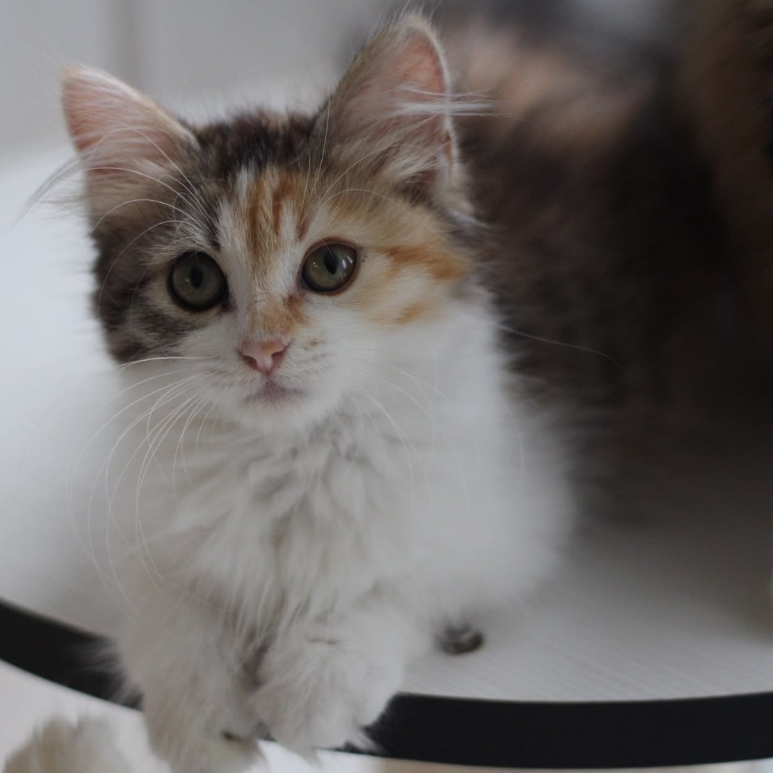 Kvetka Siberian female, black tortie tabby bicolour