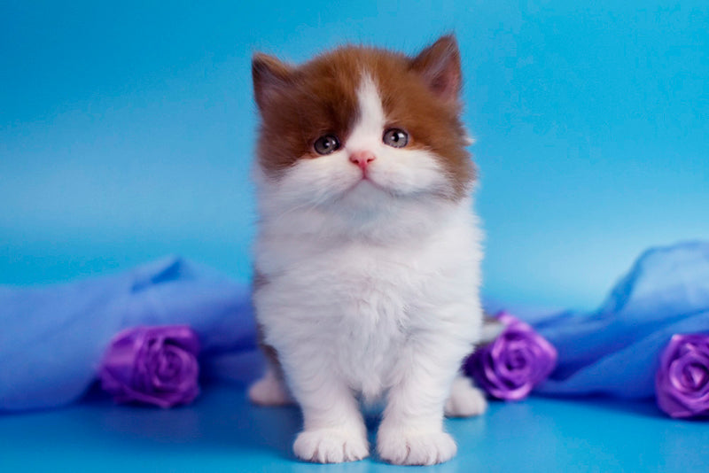 Vanessa British Longhair female cinnamon bicolour - live animals