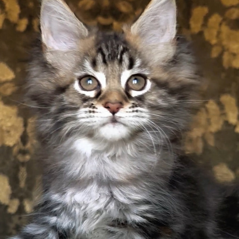 Iriska Maine Coon female, black tortie tabby