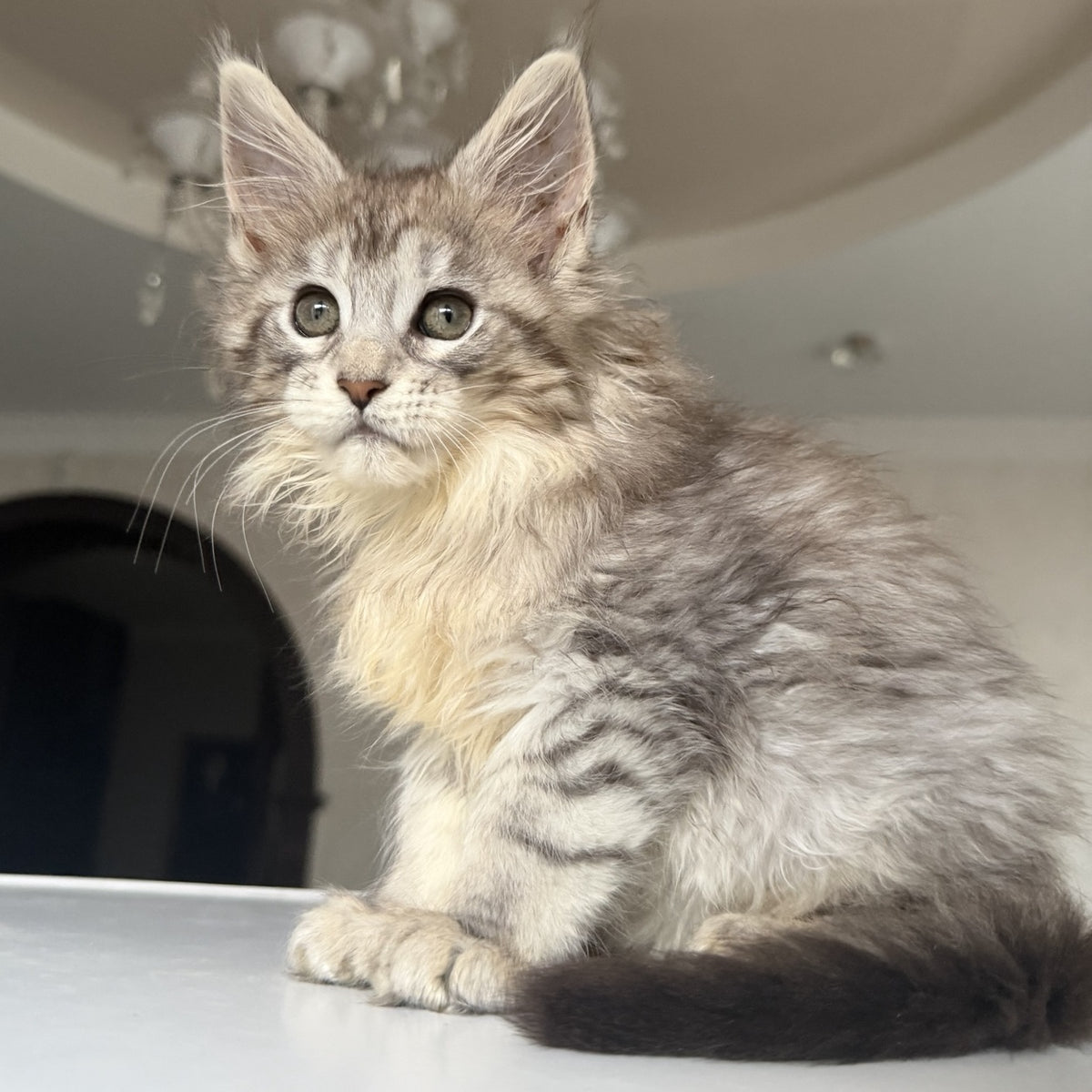 Evita Maine Coon female, black silver tabby