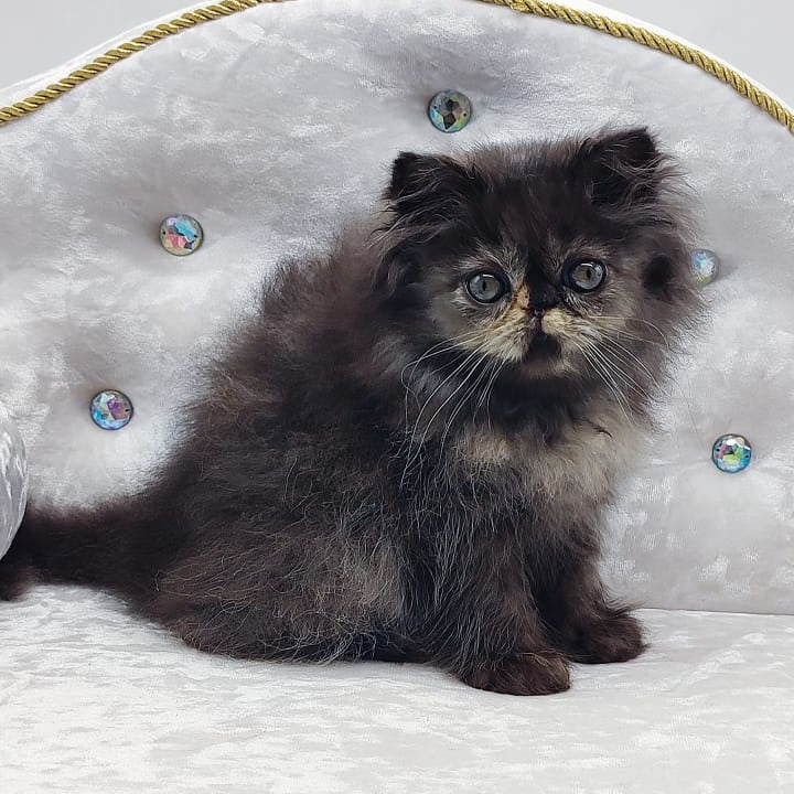 Lily Persian female, black tortie