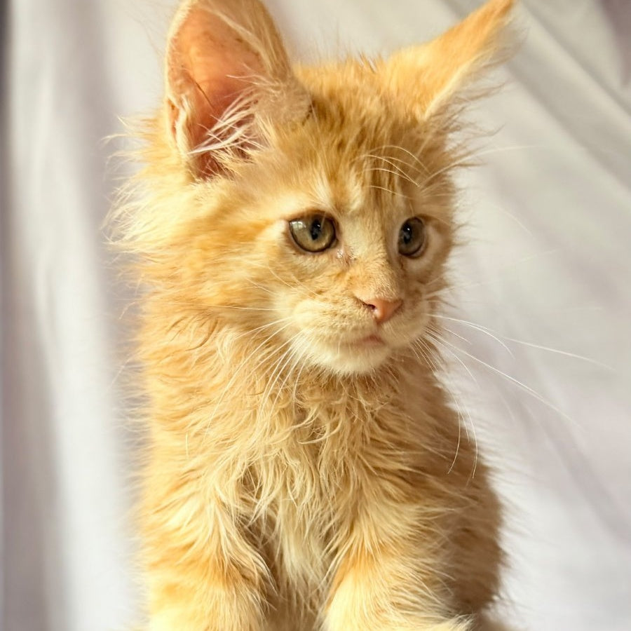 Nexus Maine Coon polydactyl 7x6x6x6 male, red