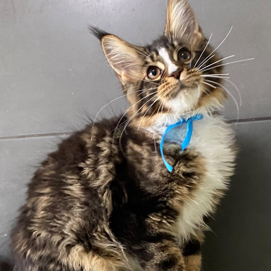 Arbat Maine Coon male, black tabby bicolour