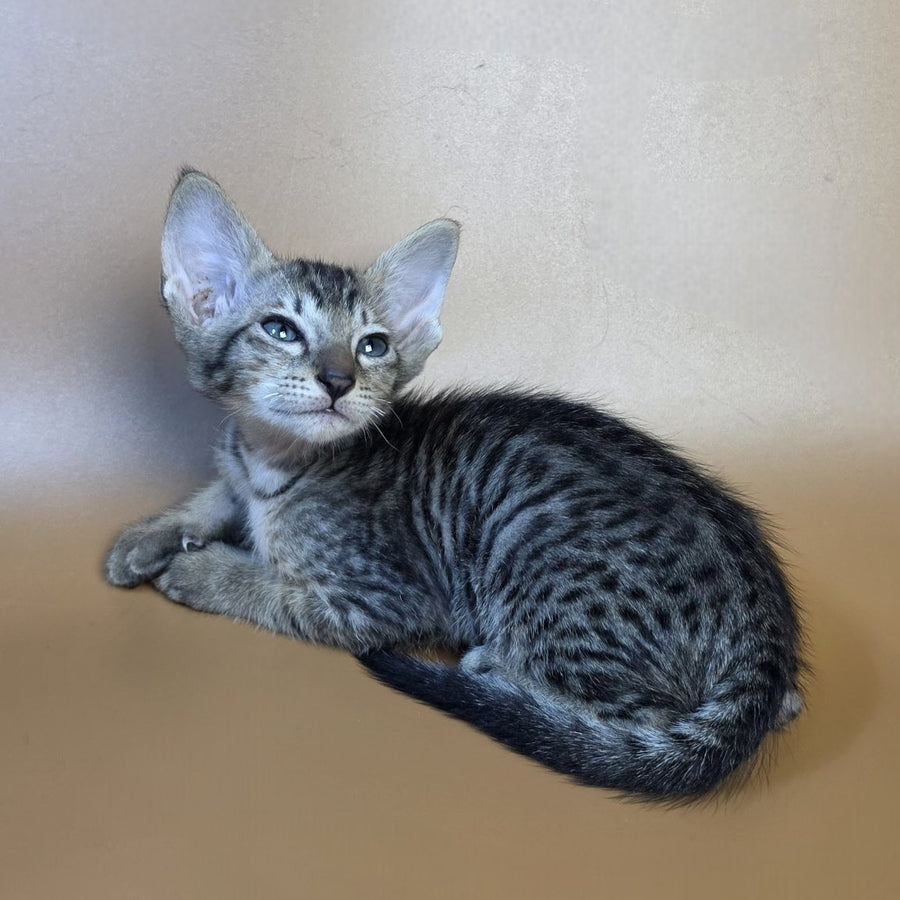 Einar Oriental Shorthair male, black spotted tabby