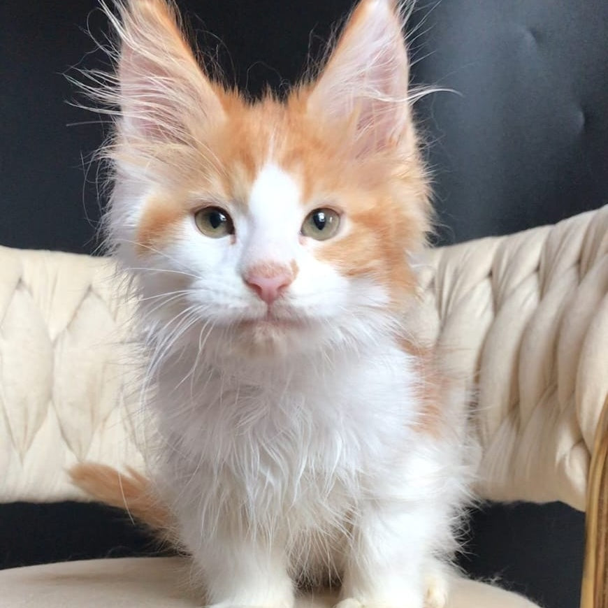 Zevs Maine Coon male, red tabby bicolour