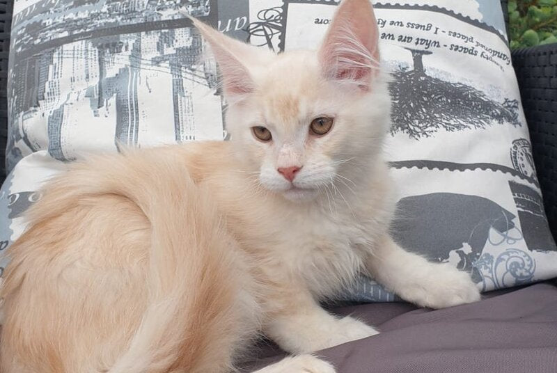 Fender Maine Coon male cream silver ticked tabby - live animals